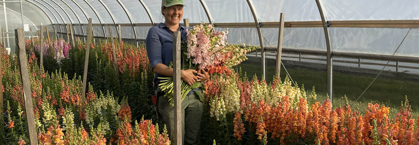 Growing Snapdragons for Cut Flowers 